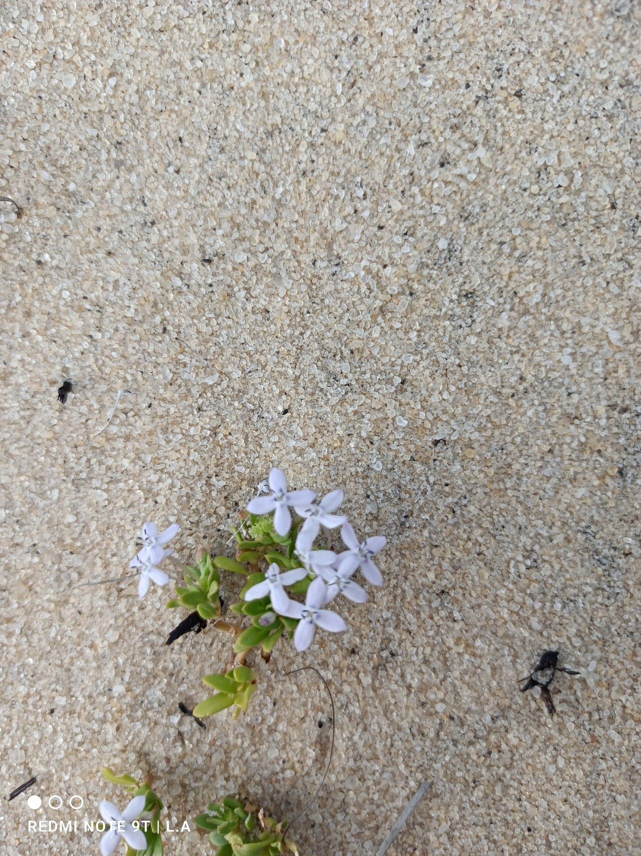 Houstonia rubra flower