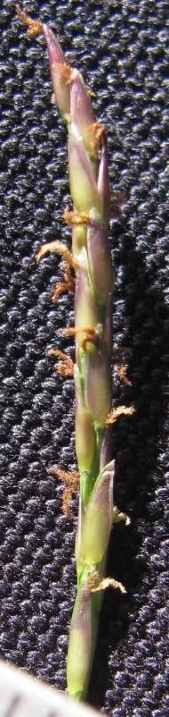 Zoysia matrella other