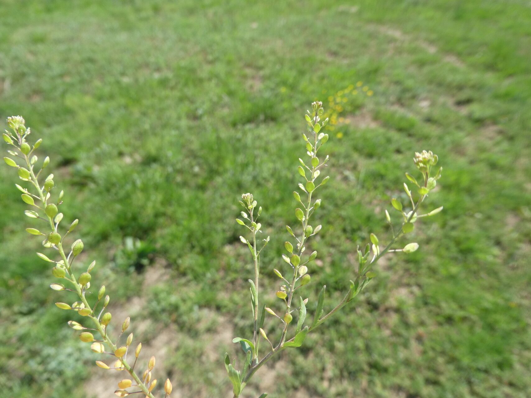 Lepidium ruderale fruit