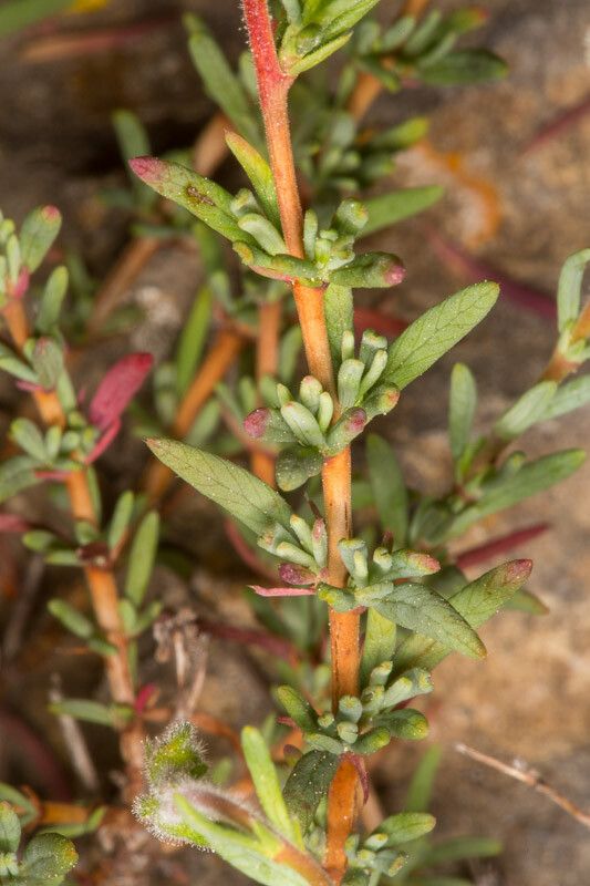 Diatelia tuberaria leaf