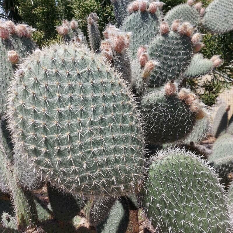Opuntia pilifera flower