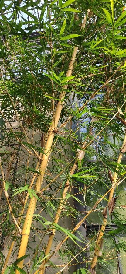 Bambusa eutuldoides habit