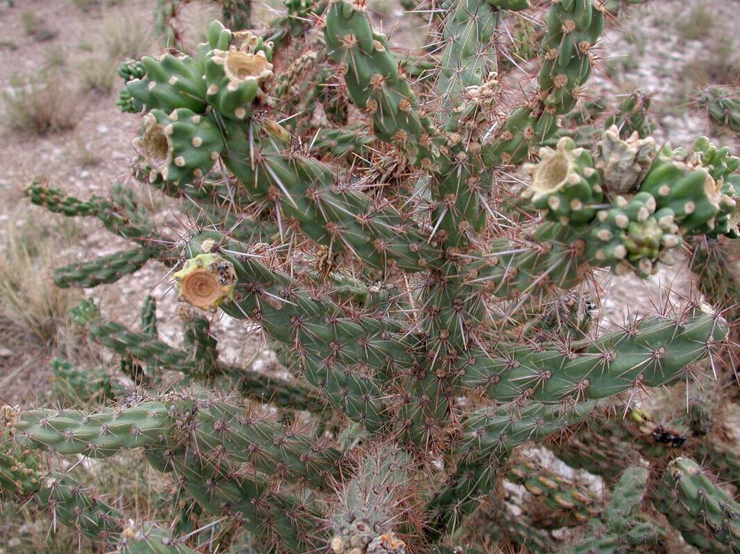 Cylindropuntia acanthocarpa leaf