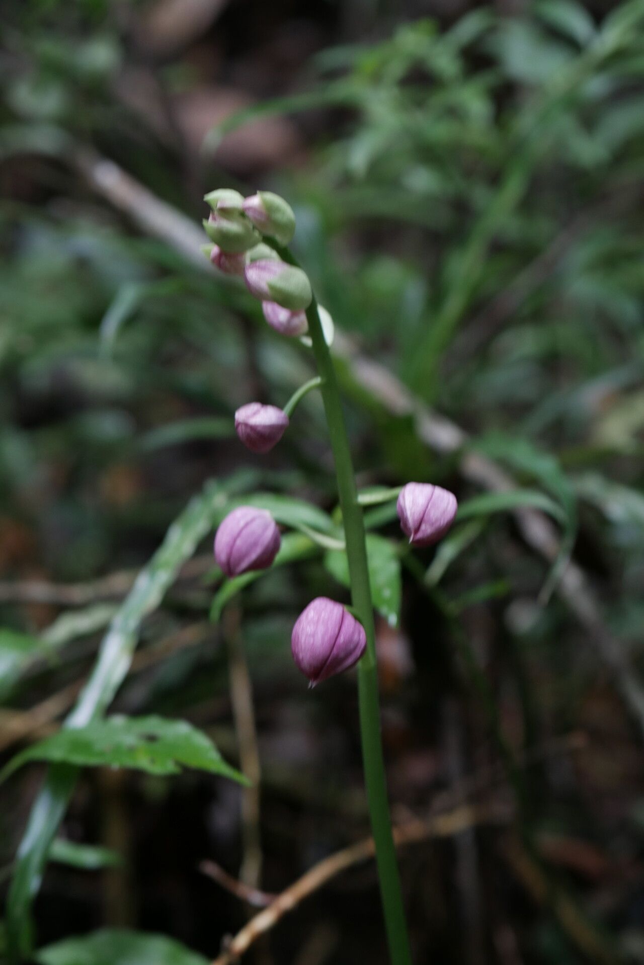 Calanthe humblotii flower
