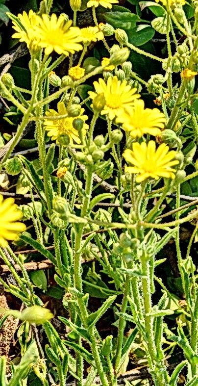 Osteospermum microcarpum — search result for 'Osteospermum'
