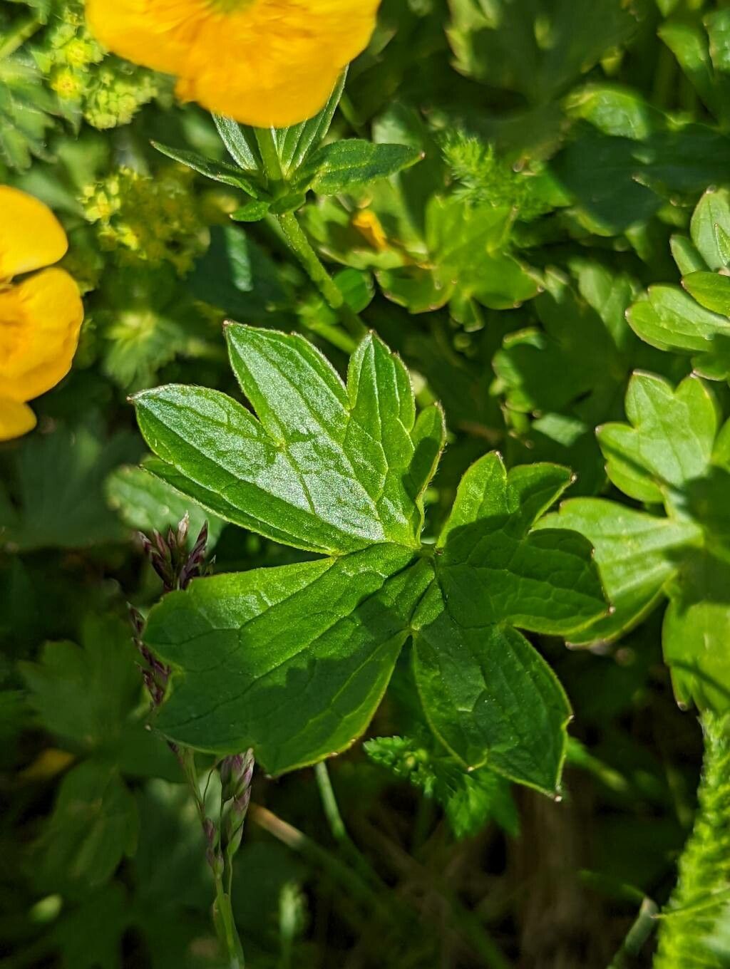 Ranunculus montanus — search result for 'Ranunculus'