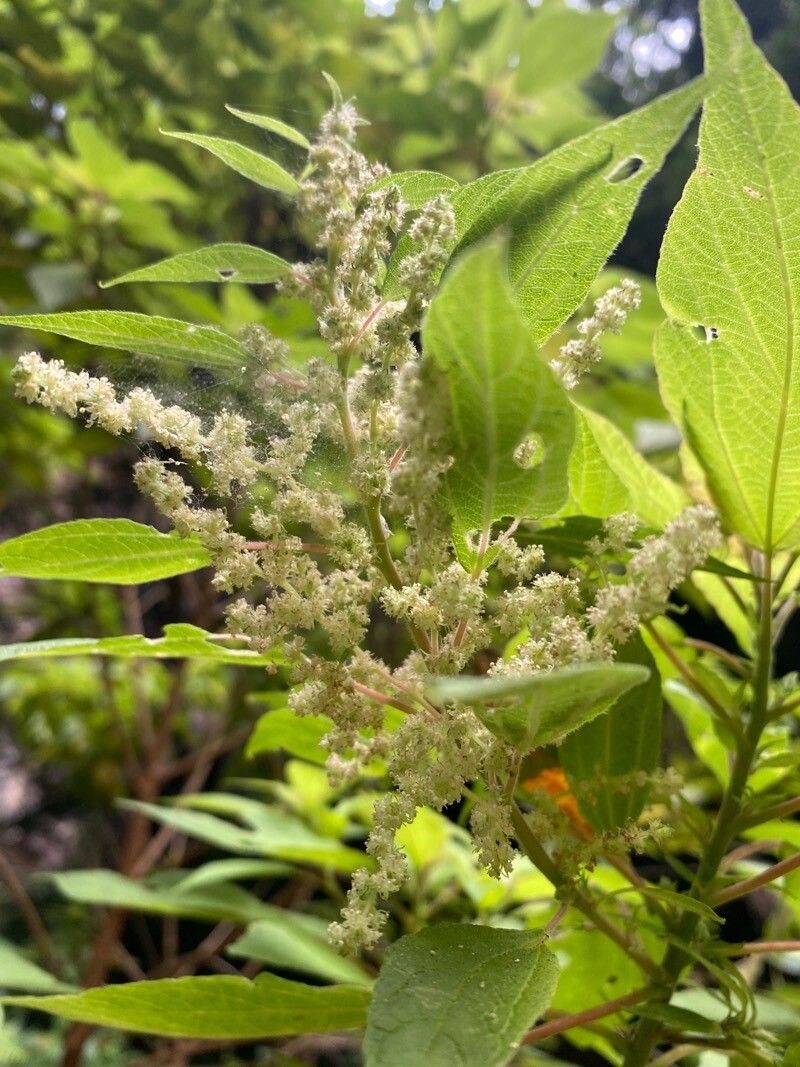 Gesnouinia arborea flower