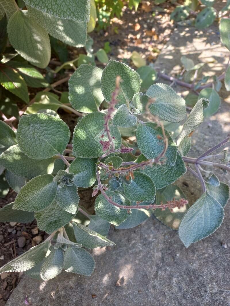 Plectranthus argentatus fruit