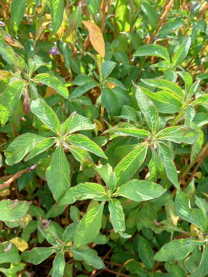 Impatiens balfourii — herb houseplant