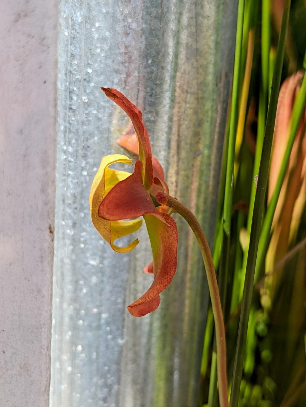Sarracenia minor flower