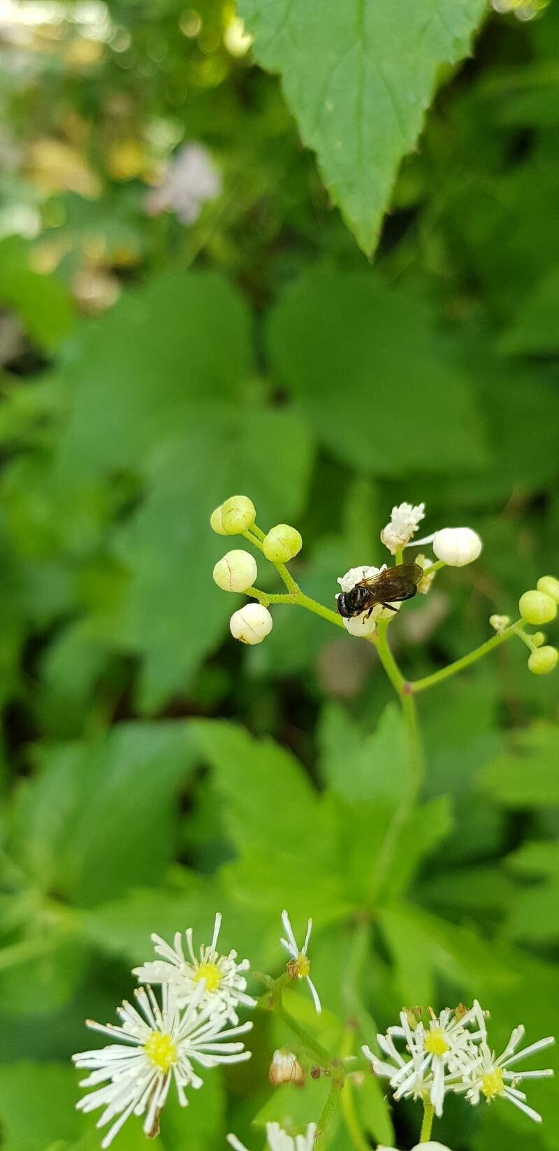 Trautvetteria caroliniensis other