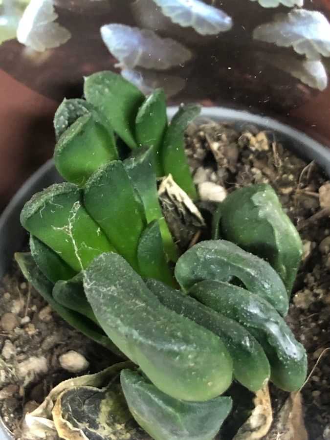 Haworthia truncata
