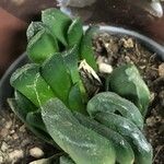 Haworthia truncata