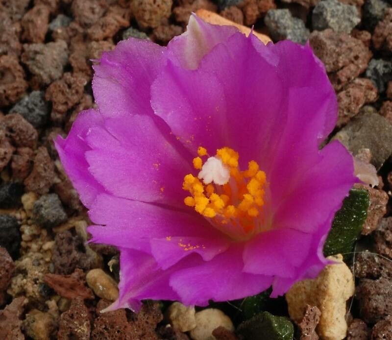 Ariocarpus scaphirostrus flower