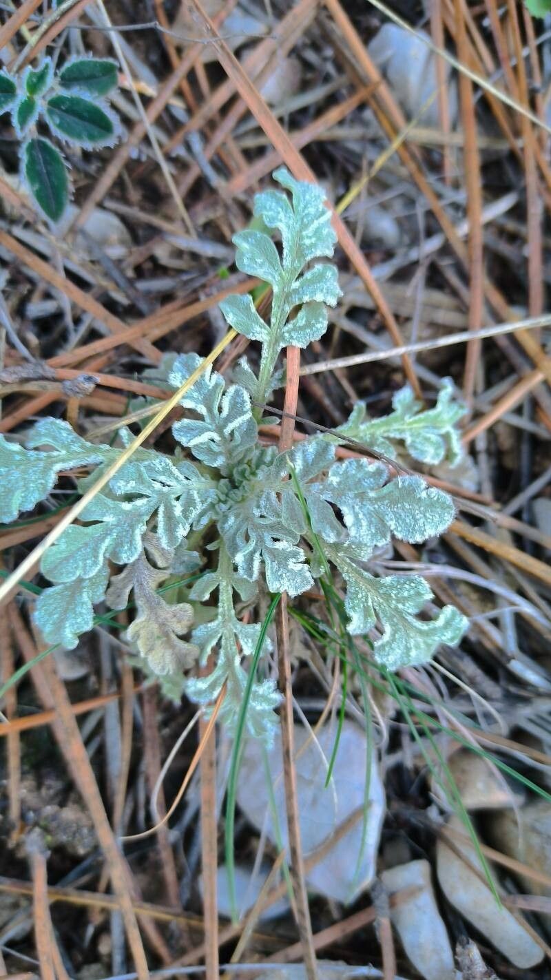 Scabiosa turolensis leaf