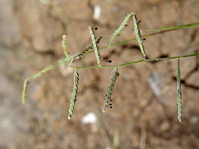 Paspalum modestum fruit