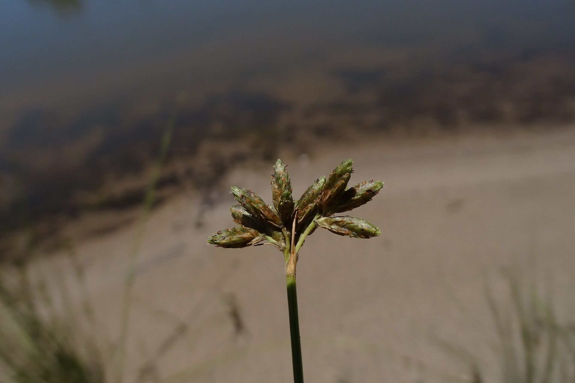 Fuirena stricta flower