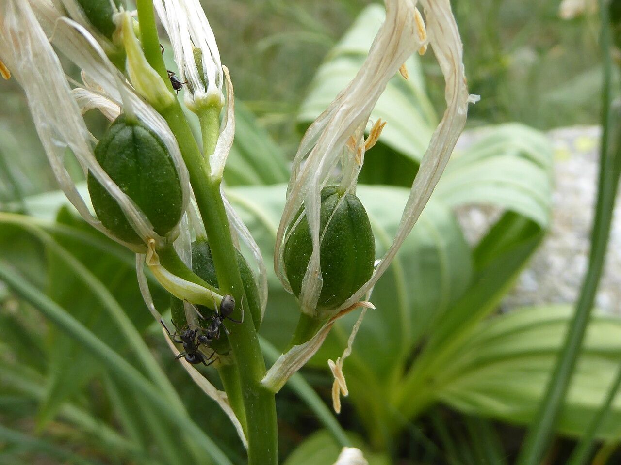 Paradisea liliastrum fruit