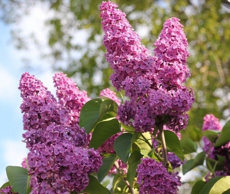 Syringa emodi flower