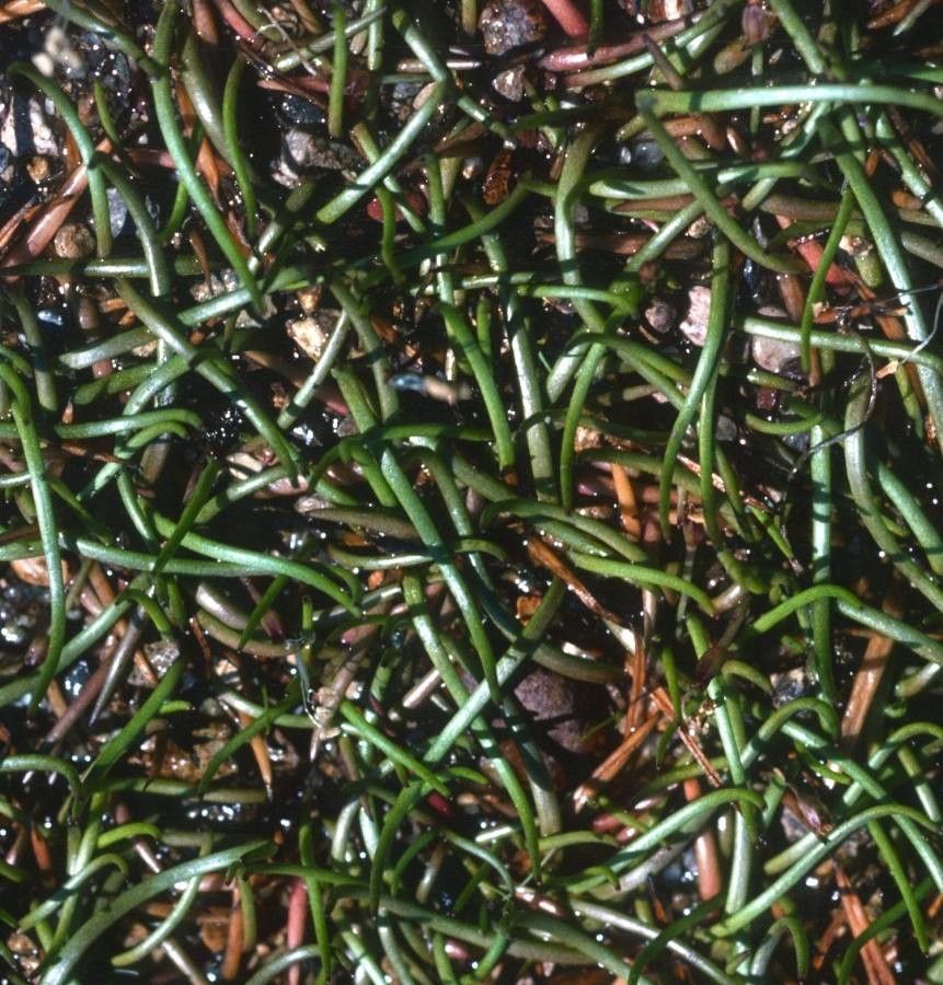 Littorella uniflora leaf