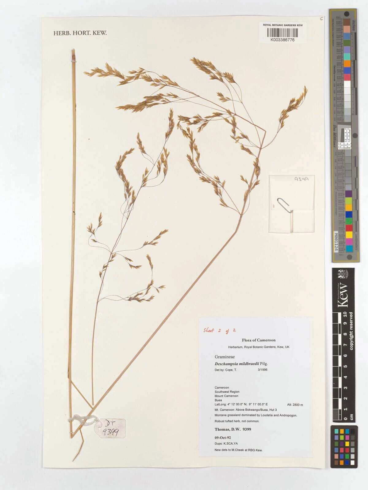 Deschampsia mildbraedii — houseplant care guide