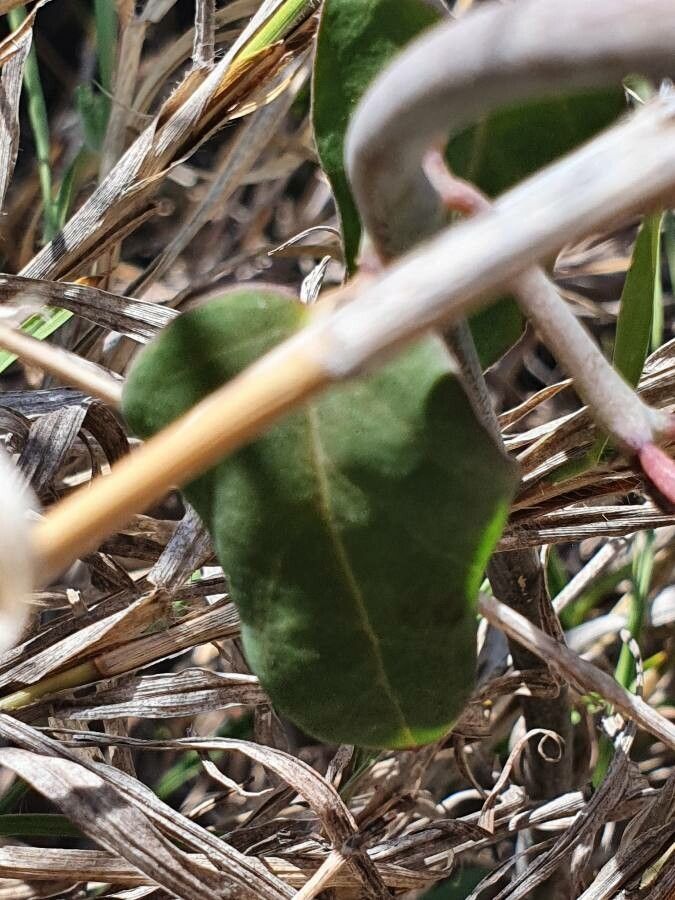 Ceropegia aristolochioides leaf