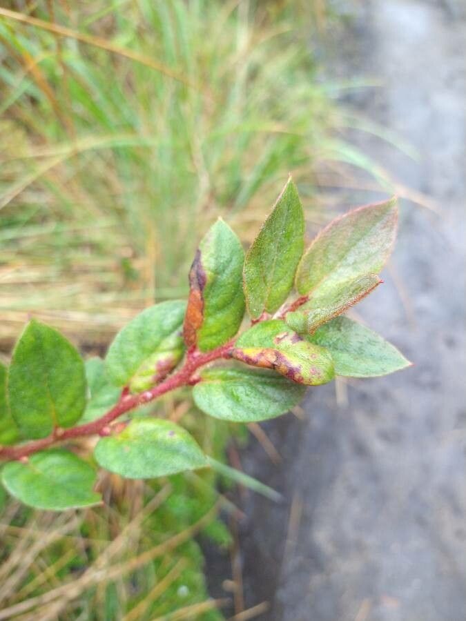 Gaultheria erecta — search result for 'Gaultheria'