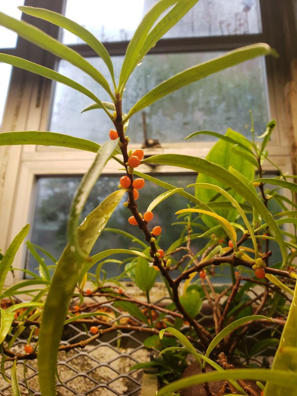 Hydnophytum puffii fruit