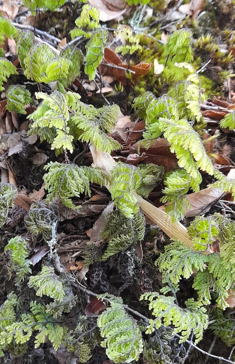 Hymenophyllum dentatum habit