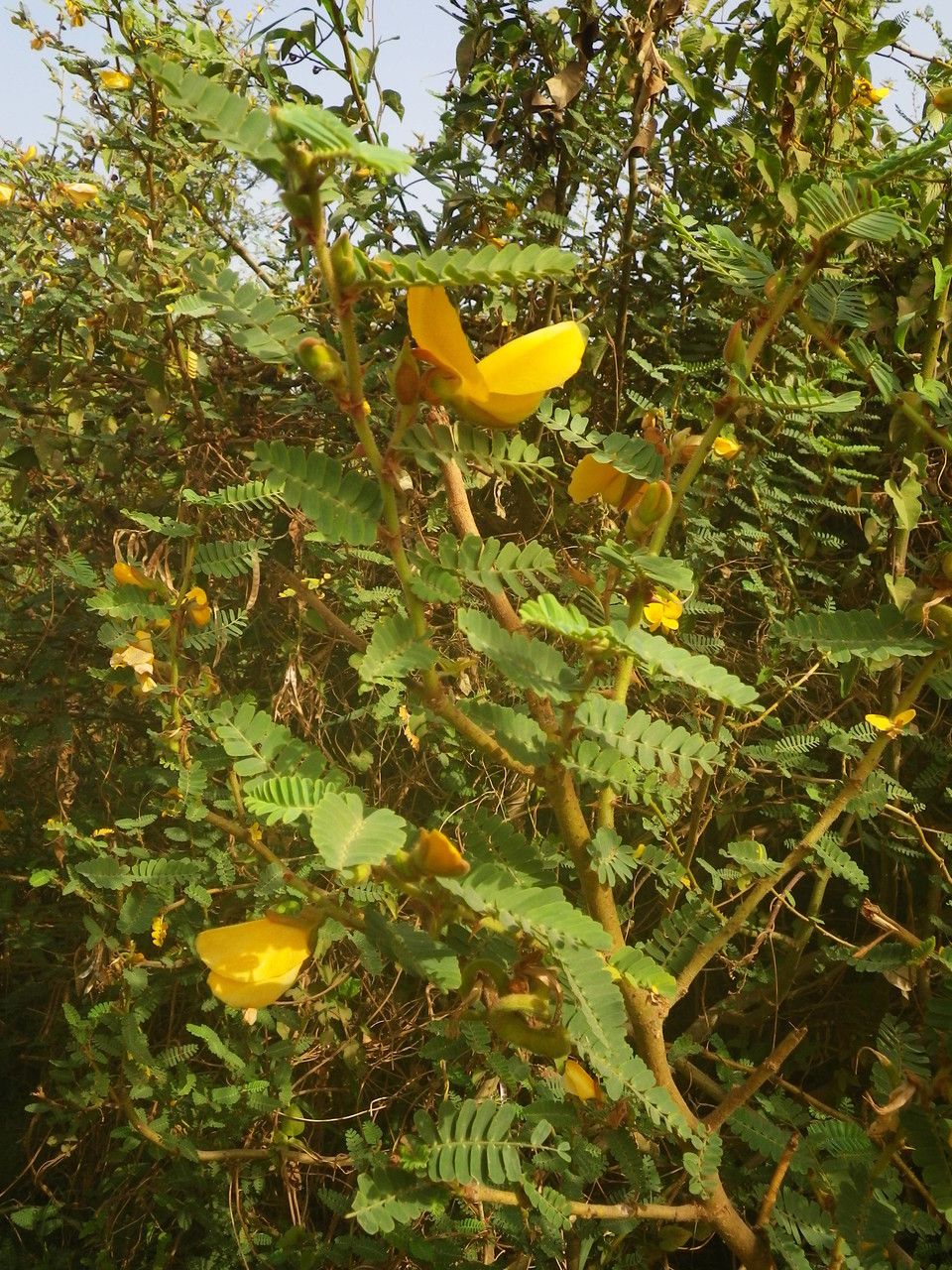 Aeschynomene elaphroxylon habit