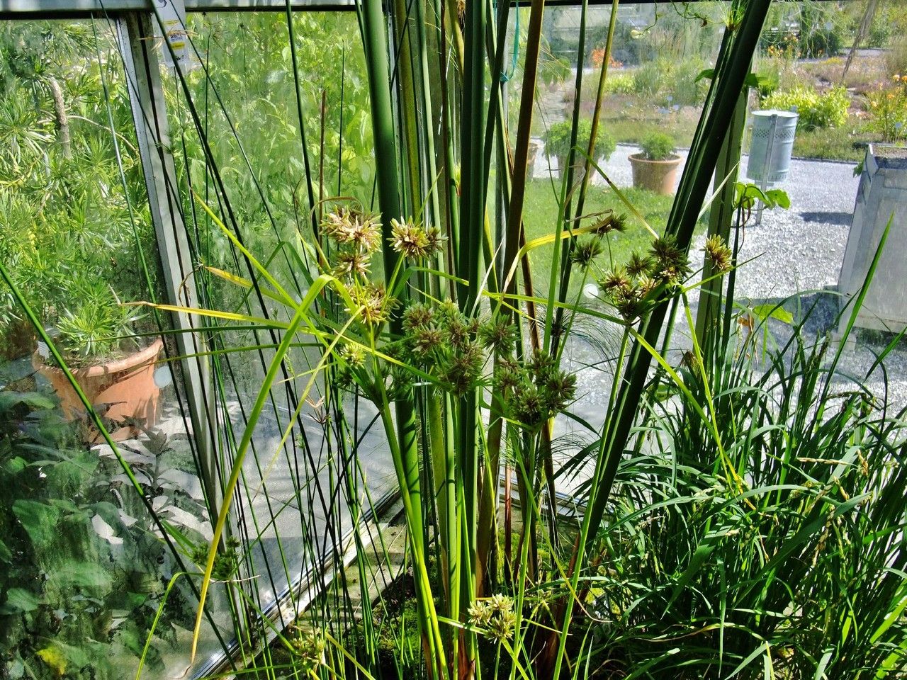 Cyperus textilis habit