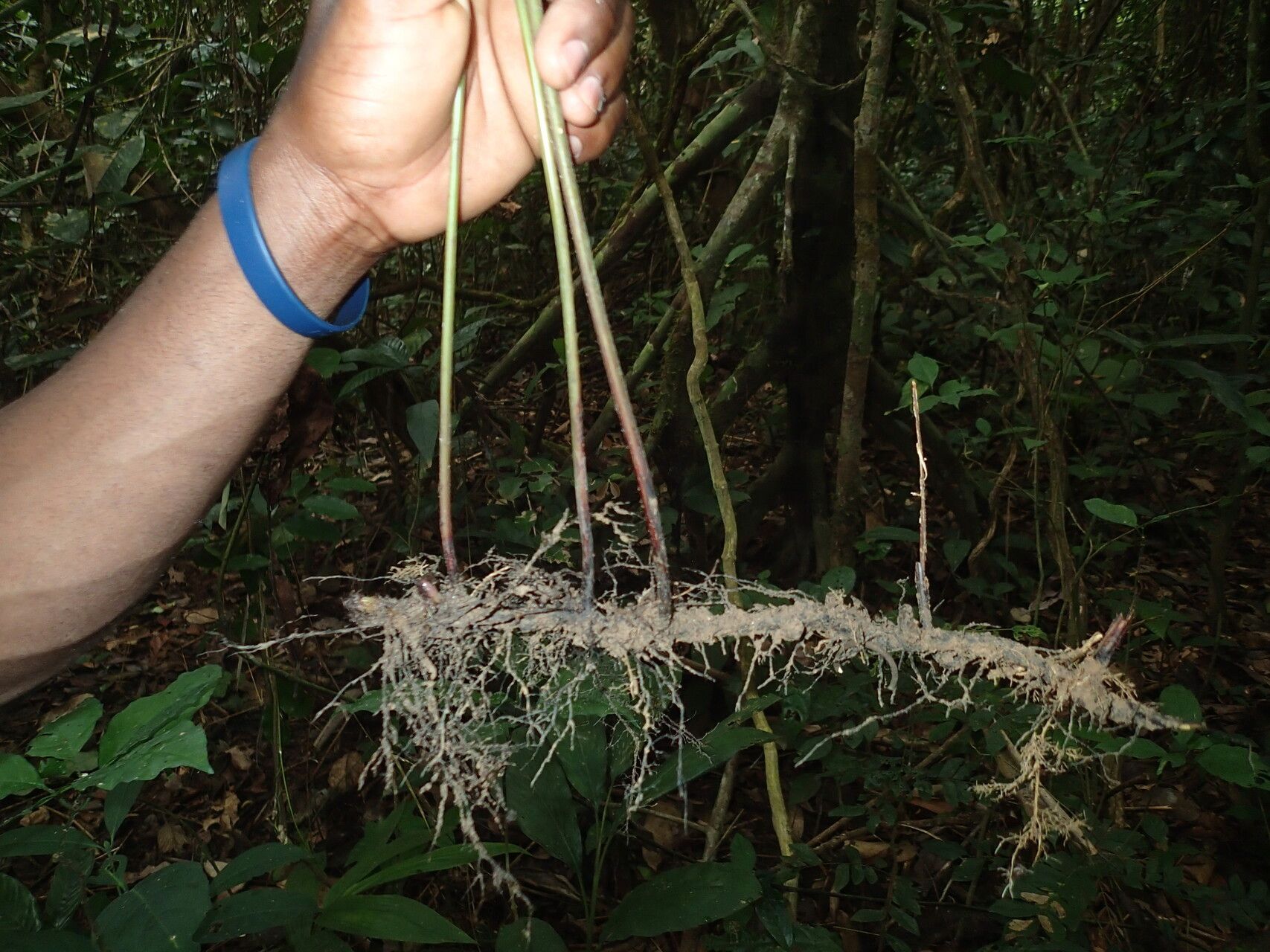 Thelypteris afra leaf