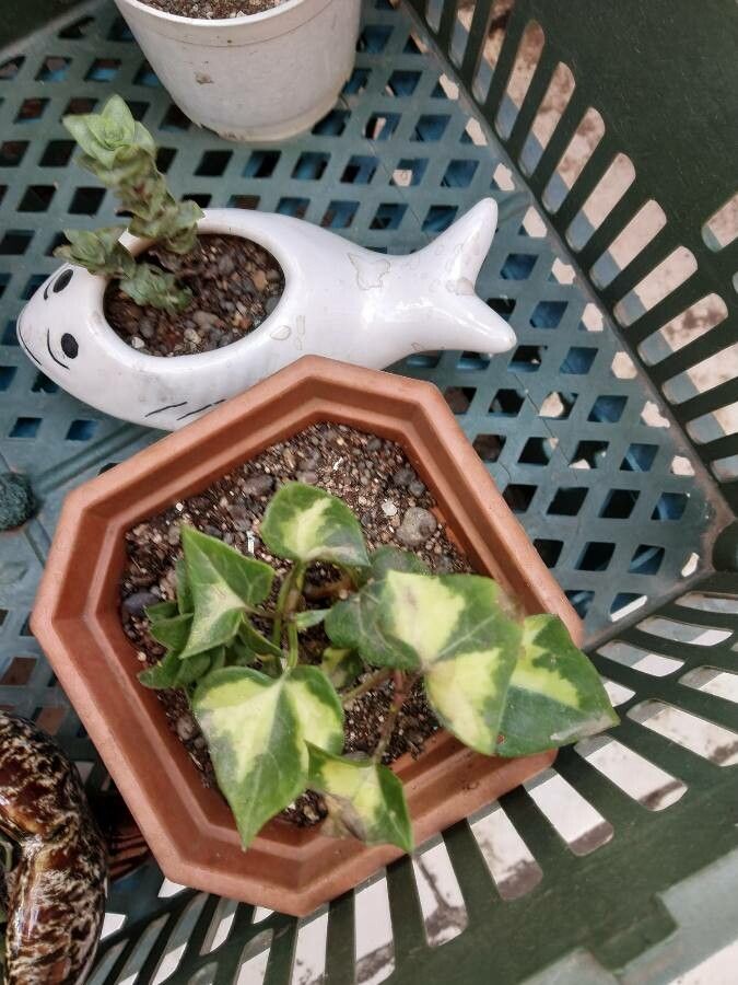 Senecio macroglossus habit