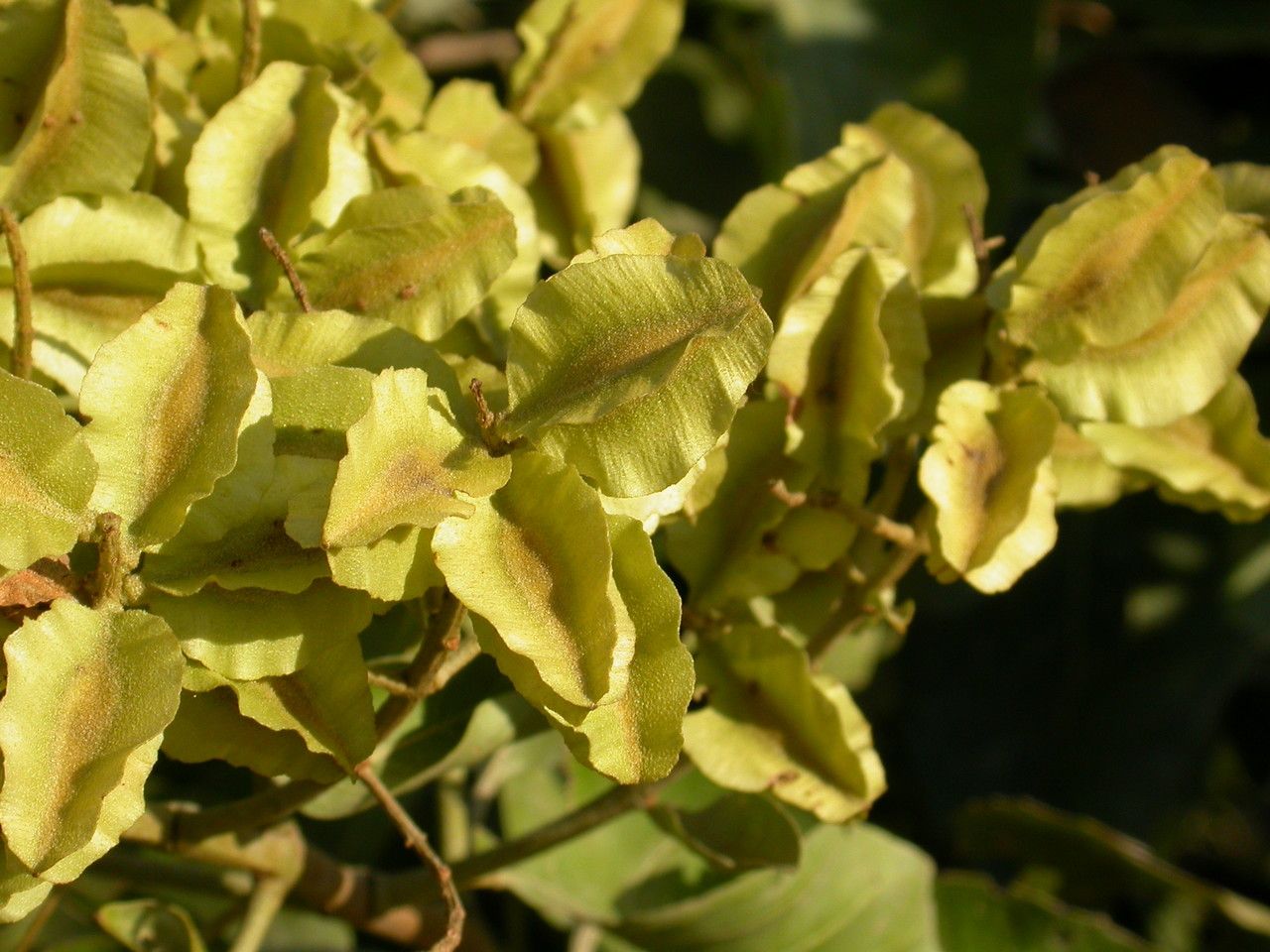 Combretum leprosum — search result for 'Combretum'