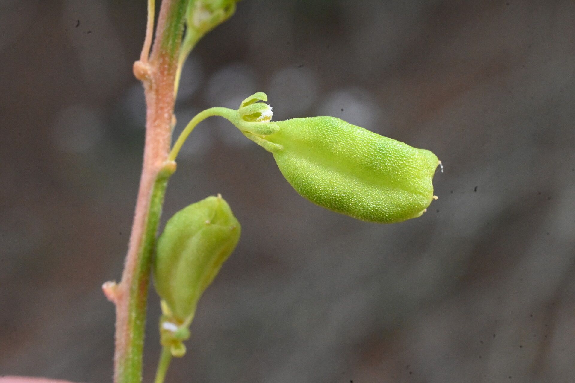 Reseda stricta fruit