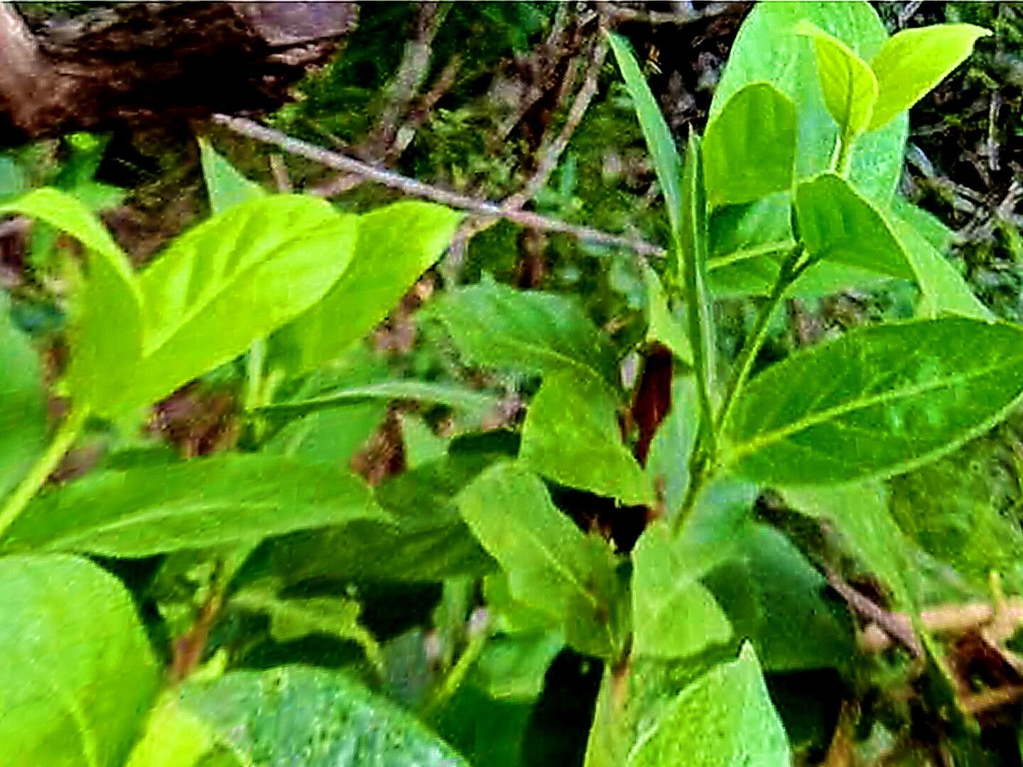 Gynochthodes mollis — houseplant care guide