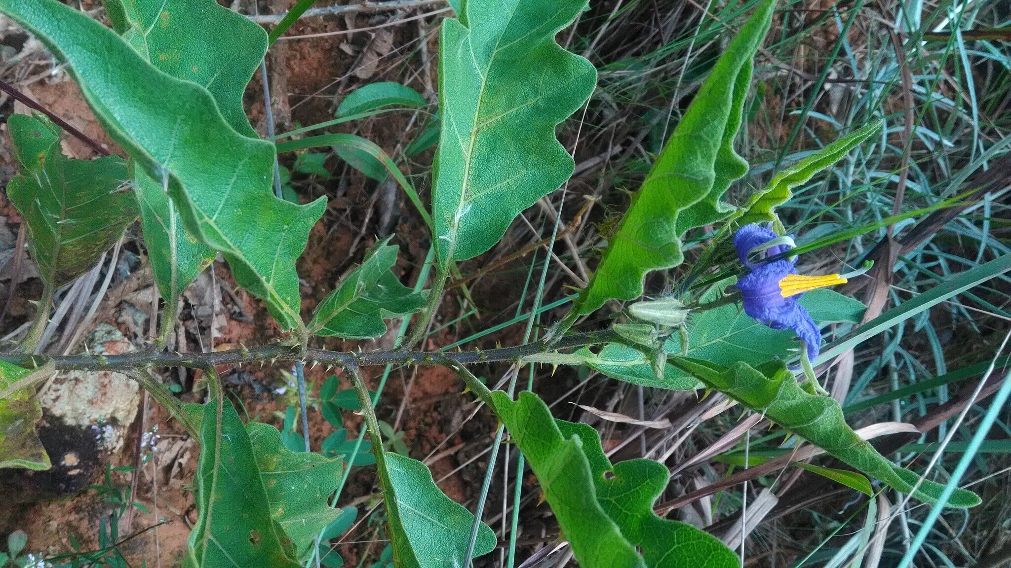 Solanum medusae — houseplant care guide