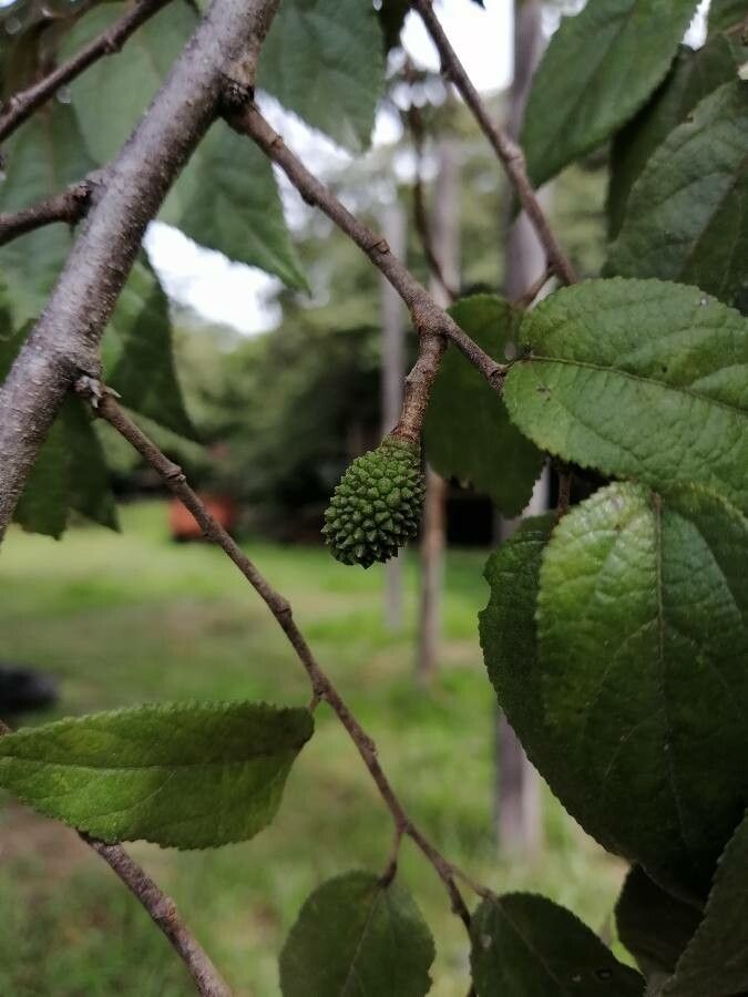 Guazuma ulmifolia fruit
