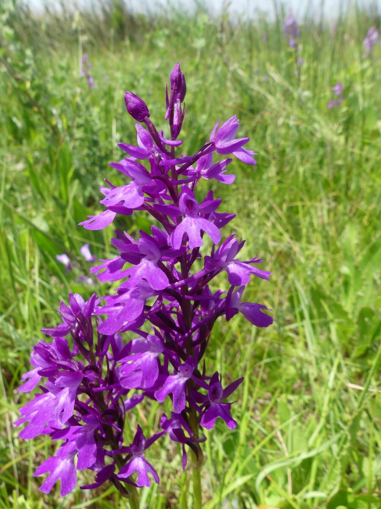 Anacamptis x duquesneyi — search result for 'Anacamptis'