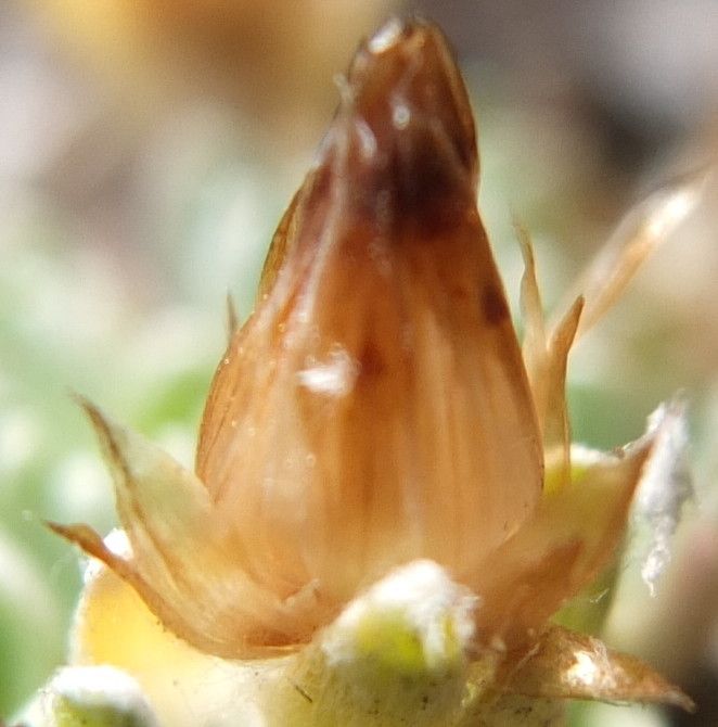 Gamochaeta lulioana flower