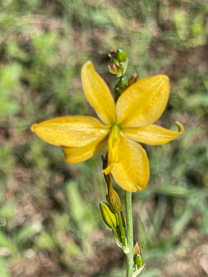 Echeandia flavescens — related species from the same genus