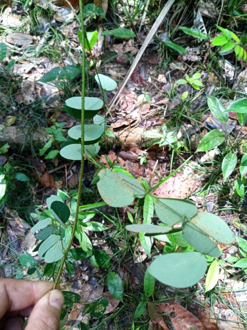 Mimosa guilandinae — search result for 'Mimosa'