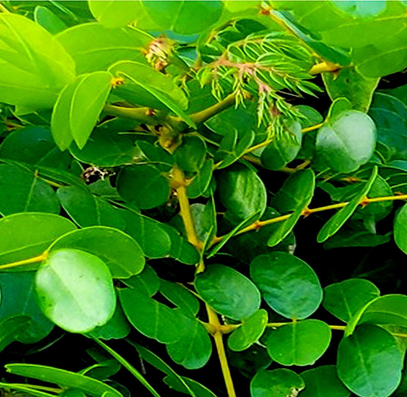 Guilandina ciliata — related species from the same genus