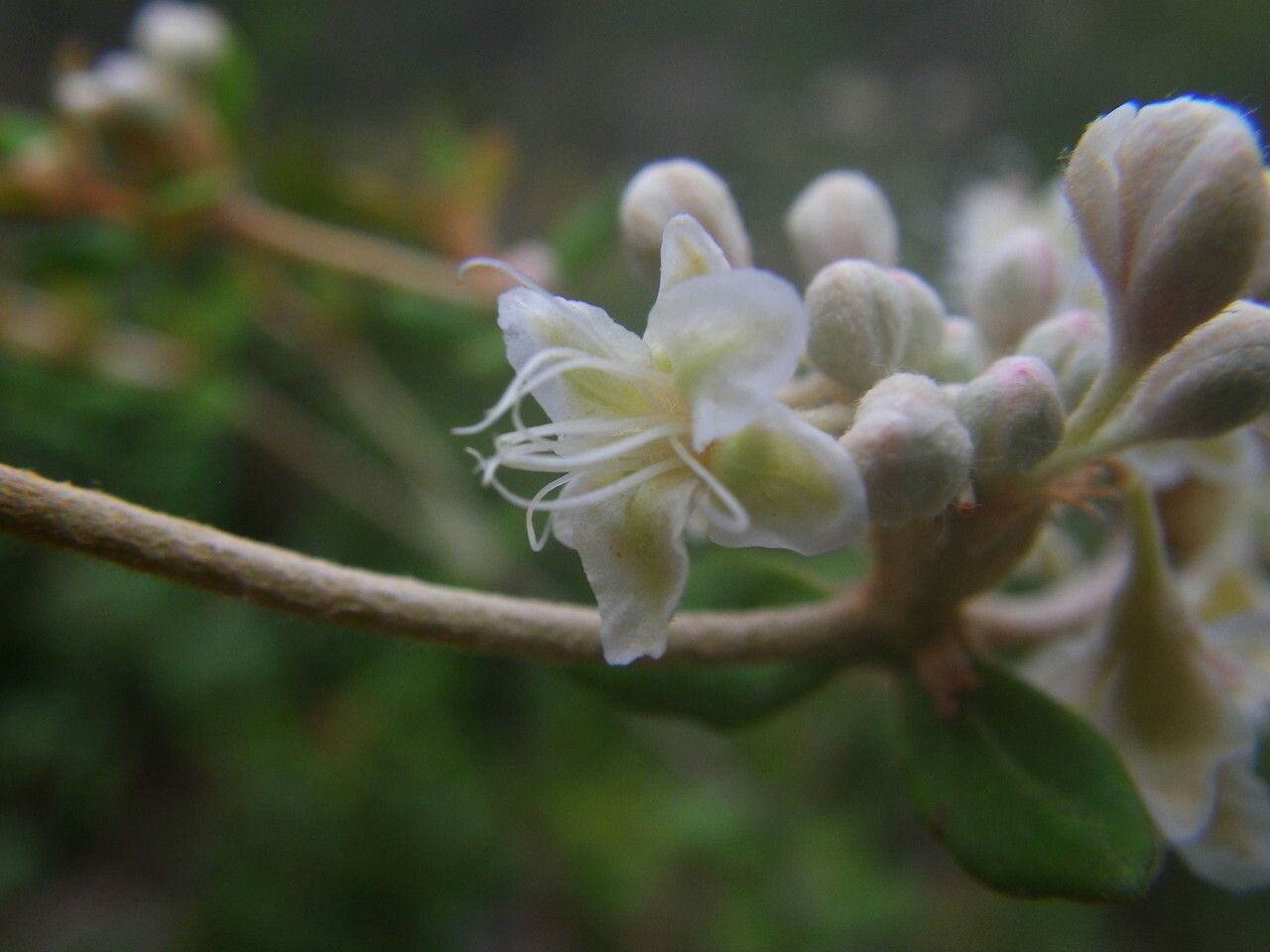 Eriogonum tomentosum flower
