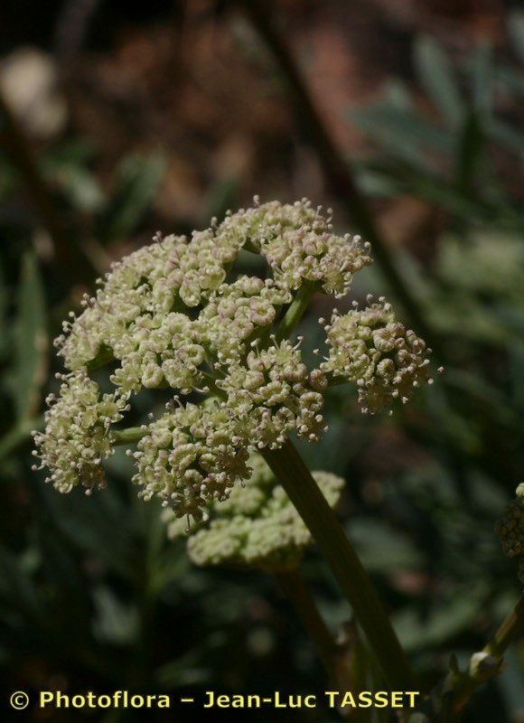 Seseli praecox — search result for 'Seseli'