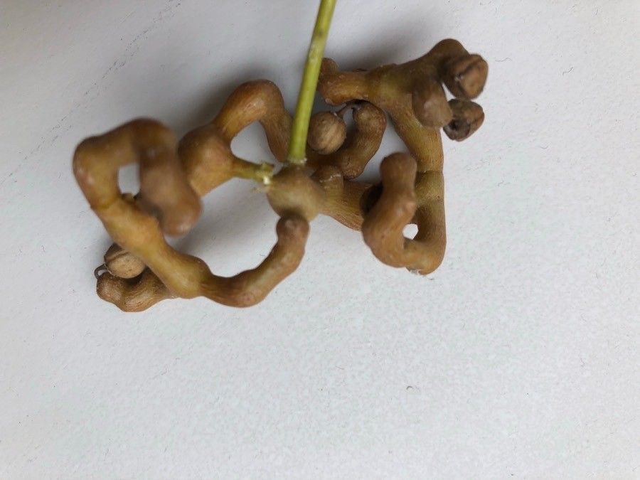 Hovenia acerba fruit