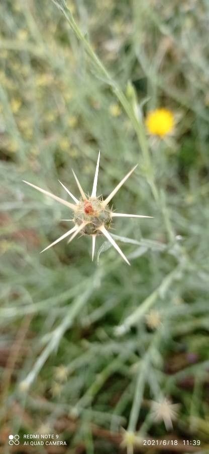 Centaurea solstitialis fruit