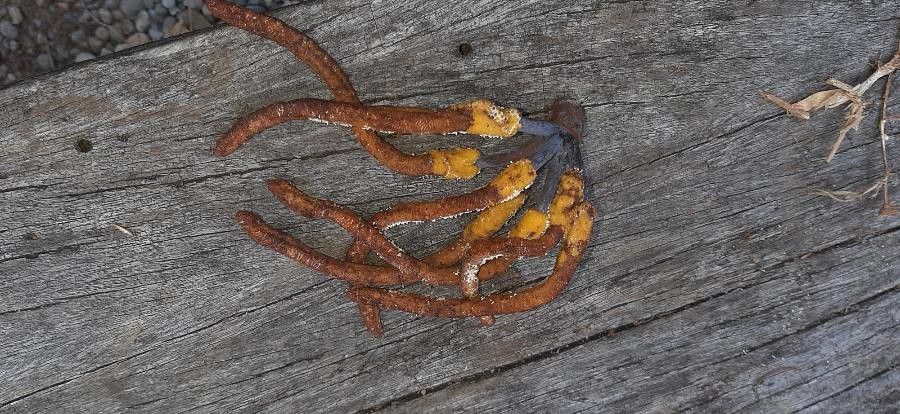 Kaempferia rotunda fruit