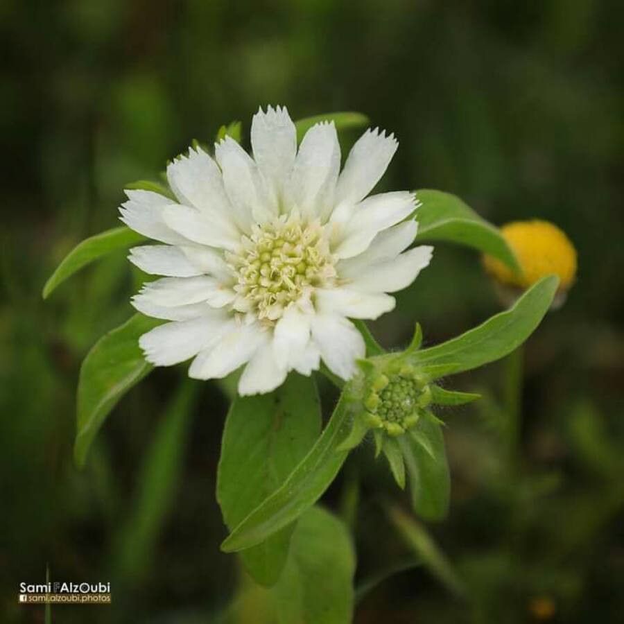 Chaenactis stevioides flower