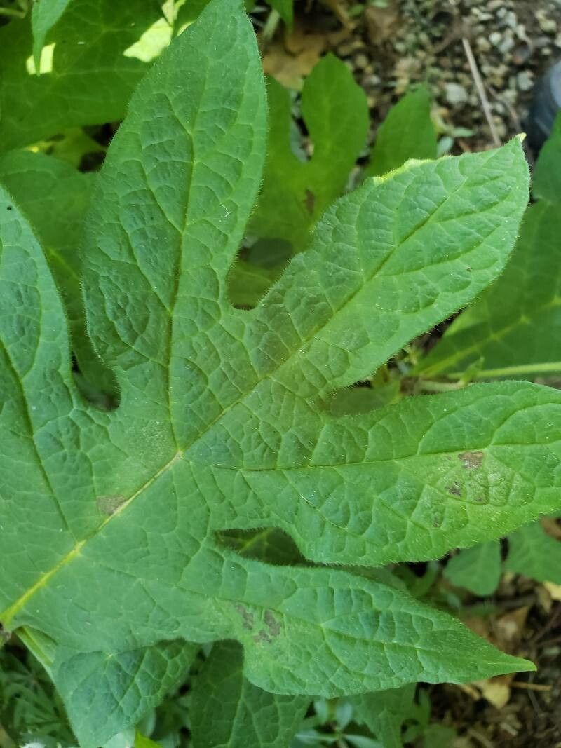 Triosteum pinnatifidum leaf